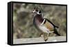 The wood duck or Carolina duck, a species of perching duck, is one of the most colorful-Richard Wright-Framed Stretched Canvas