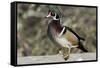 The wood duck or Carolina duck, a species of perching duck, is one of the most colorful-Richard Wright-Framed Stretched Canvas