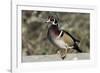 The wood duck or Carolina duck, a species of perching duck, is one of the most colorful-Richard Wright-Framed Photographic Print