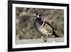 The wood duck or Carolina duck, a species of perching duck, is one of the most colorful-Richard Wright-Framed Photographic Print