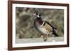 The wood duck or Carolina duck, a species of perching duck, is one of the most colorful-Richard Wright-Framed Photographic Print