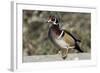 The wood duck or Carolina duck, a species of perching duck, is one of the most colorful-Richard Wright-Framed Photographic Print