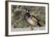 The wood duck or Carolina duck, a species of perching duck, is one of the most colorful-Richard Wright-Framed Photographic Print