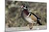 The wood duck or Carolina duck, a species of perching duck, is one of the most colorful-Richard Wright-Mounted Photographic Print