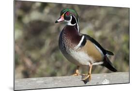 The wood duck or Carolina duck, a species of perching duck, is one of the most colorful-Richard Wright-Mounted Photographic Print