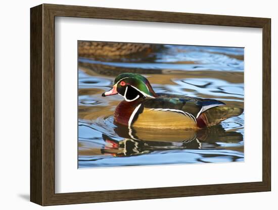 The Wood Duck or Carolina Duck (Aix Sponsa) Swimming-Richard Wright-Framed Photographic Print
