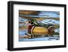 The Wood Duck or Carolina Duck (Aix Sponsa) Swimming-Richard Wright-Framed Photographic Print