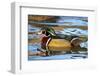 The Wood Duck or Carolina Duck (Aix Sponsa) Swimming-Richard Wright-Framed Photographic Print