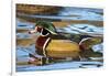 The Wood Duck or Carolina Duck (Aix Sponsa) Swimming-Richard Wright-Framed Photographic Print