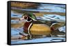 The Wood Duck or Carolina Duck (Aix Sponsa) Swimming-Richard Wright-Framed Stretched Canvas