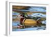 The Wood Duck or Carolina Duck (Aix Sponsa) Swimming-Richard Wright-Framed Photographic Print