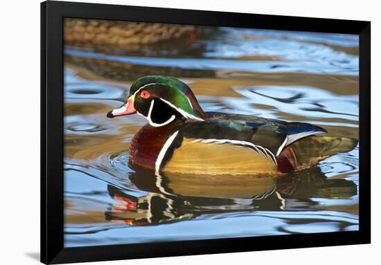 The Wood Duck or Carolina Duck (Aix Sponsa) Swimming-Richard Wright-Framed Photographic Print