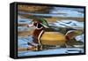 The Wood Duck or Carolina Duck (Aix Sponsa) Swimming-Richard Wright-Framed Stretched Canvas