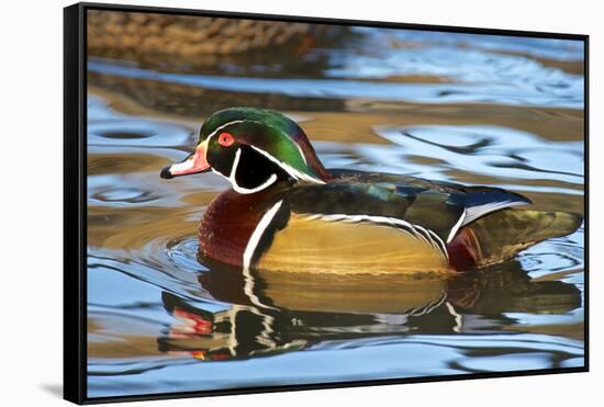 The Wood Duck or Carolina Duck (Aix Sponsa) Swimming-Richard Wright-Framed Stretched Canvas