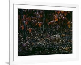 The Woodcocks World-Wilhelm Goebel-Framed Giclee Print