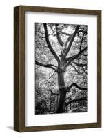 The Wooden Giant-Philippe Sainte-Laudy-Framed Photographic Print