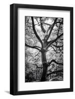 The Wooden Giant-Philippe Sainte-Laudy-Framed Photographic Print