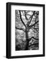 The Wooden Giant-Philippe Sainte-Laudy-Framed Photographic Print