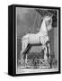 The Wooden Horse from the Opera of 'Les Troyens', by Hector Berlioz, 1898 (litho)-French School-Framed Stretched Canvas