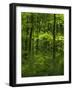 The woodland Hainich in Thuringia, Primeval Beech Forests of the Carpathians-Martin Zwick-Framed Photographic Print