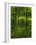 The woodland Hainich in Thuringia, Primeval Beech Forests of the Carpathians-Martin Zwick-Framed Photographic Print