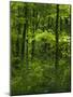 The woodland Hainich in Thuringia, Primeval Beech Forests of the Carpathians-Martin Zwick-Mounted Photographic Print