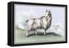 The Wool-Bearing Antelope-John Stewart-Framed Stretched Canvas