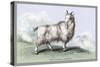 The Wool-Bearing Antelope-John Stewart-Stretched Canvas