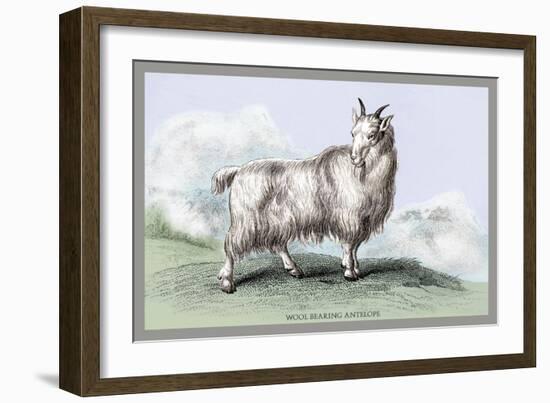 The Wool-Bearing Antelope-John Stewart-Framed Art Print