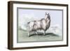 The Wool-Bearing Antelope-John Stewart-Framed Art Print