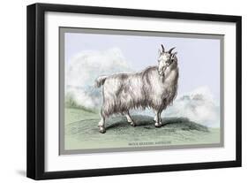 The Wool-Bearing Antelope-John Stewart-Framed Art Print