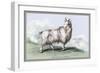 The Wool-Bearing Antelope-John Stewart-Framed Art Print