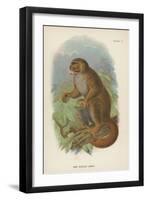 The Woolly Avahi-null-Framed Giclee Print