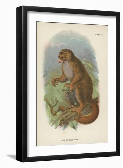 The Woolly Avahi-null-Framed Giclee Print