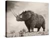 The Woolly Rhinoceros Is an Extinct Species from the Pleistocene Epoch-null-Stretched Canvas