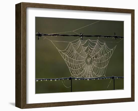 The Work of a Spider is Highlighted by the Morning Sun-null-Framed Premium Photographic Print