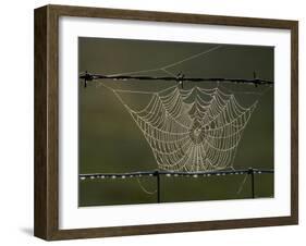 The Work of a Spider is Highlighted by the Morning Sun-null-Framed Premium Photographic Print