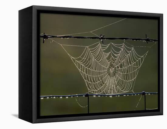 The Work of a Spider is Highlighted by the Morning Sun-null-Framed Stretched Canvas