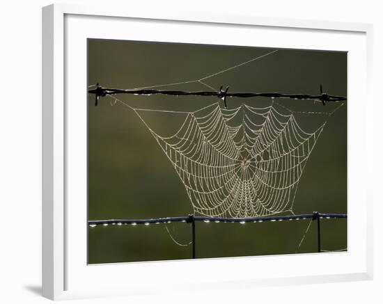 The Work of a Spider is Highlighted by the Morning Sun-null-Framed Photographic Print