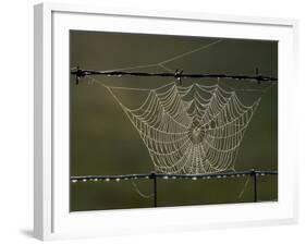 The Work of a Spider is Highlighted by the Morning Sun-null-Framed Photographic Print