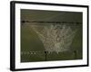 The Work of a Spider is Highlighted by the Morning Sun-null-Framed Photographic Print