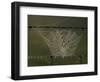 The Work of a Spider is Highlighted by the Morning Sun-null-Framed Photographic Print