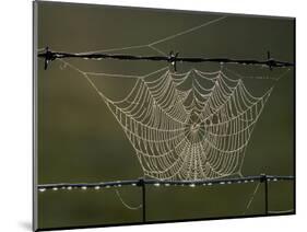 The Work of a Spider is Highlighted by the Morning Sun-null-Mounted Photographic Print