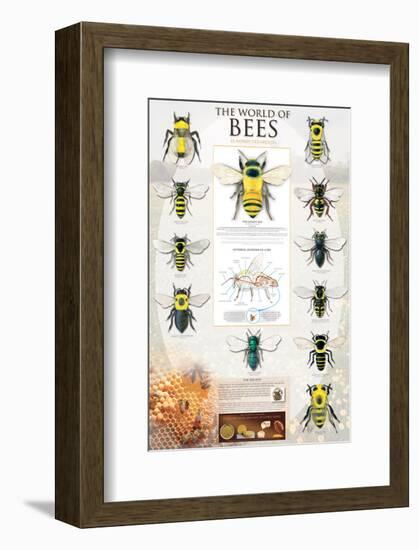 The World Of Bees-null-Framed Art Print