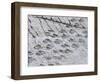 The World's Longest Dinosaur Tracks, Cretaceous Titanosaurus, Near Sucre, Bolivia, South America-Tony Waltham-Framed Photographic Print