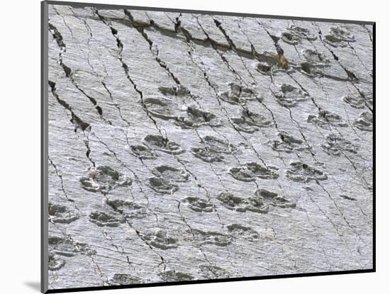 The World's Longest Dinosaur Tracks, Cretaceous Titanosaurus, Near Sucre, Bolivia, South America-Tony Waltham-Mounted Photographic Print