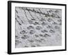 The World's Longest Dinosaur Tracks, Cretaceous Titanosaurus, Near Sucre, Bolivia, South America-Tony Waltham-Framed Photographic Print