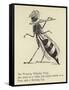 The Worrying Whizzing Wasp-Edward Lear-Framed Stretched Canvas