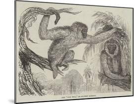 The Wou Wou, or Silvery Gibbons-null-Mounted Giclee Print