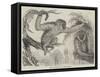 The Wou Wou, or Silvery Gibbons-null-Framed Stretched Canvas